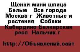 Щенки мини шпица Белые - Все города, Москва г. Животные и растения » Собаки   . Кабардино-Балкарская респ.,Нальчик г.